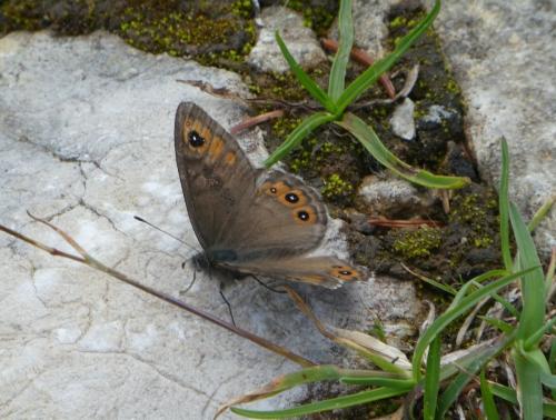 Lasiommata petropolitana