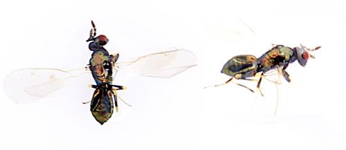 Réf. 345 753 : Diglyphus sp.