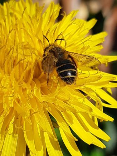 Andrena flavipes