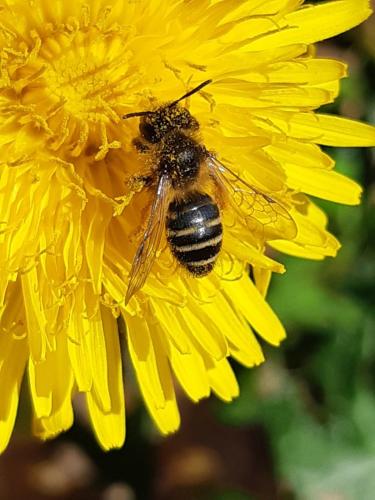 Andrena flavipes