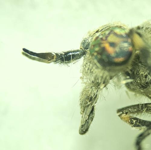 Haematopota pluvialis