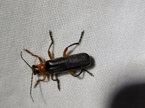 Réf. 345 449 : Cantharis pellucida