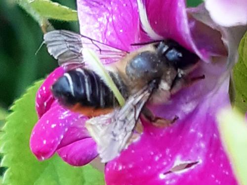 Megachile sp.