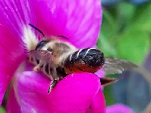 Réf. 345 747 : Megachile sp.
