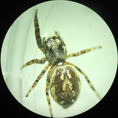 Macaroeris nidicolens