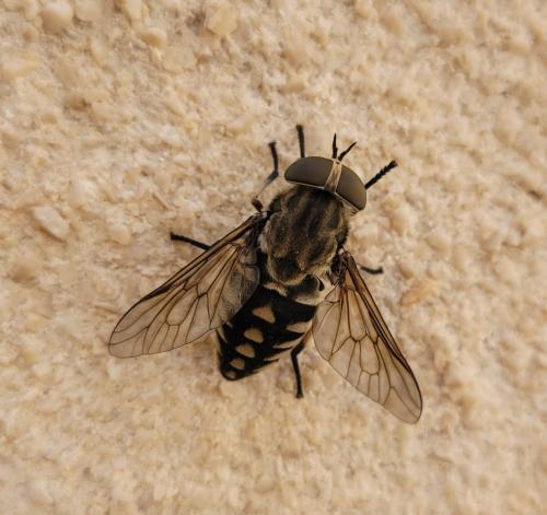 Tabanus rectus