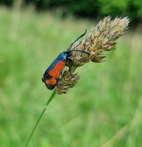 Zygaena sp.