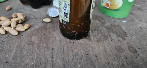 Réf. 345 698 : Microhoria terminata