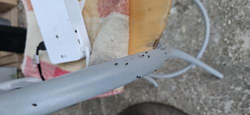 Réf. 345 699 : Microhoria terminata