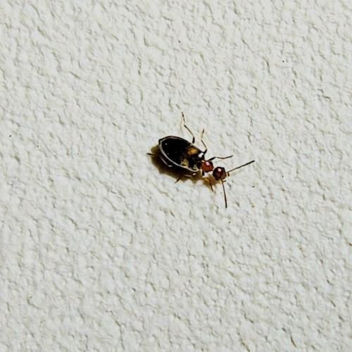 Réf. 345 716 : Microhoria terminata