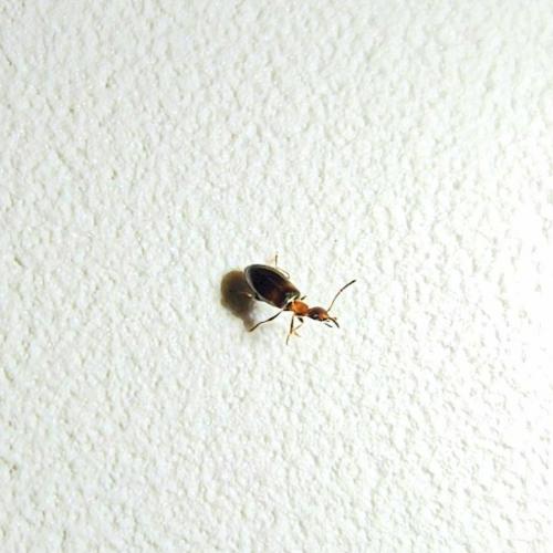 Réf. 345 718 : Microhoria terminata