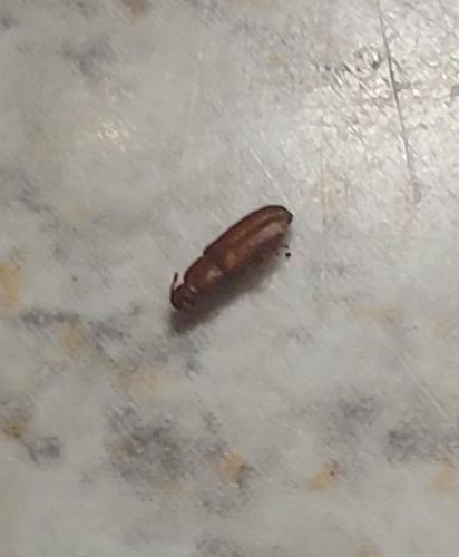 Tribolium sp.