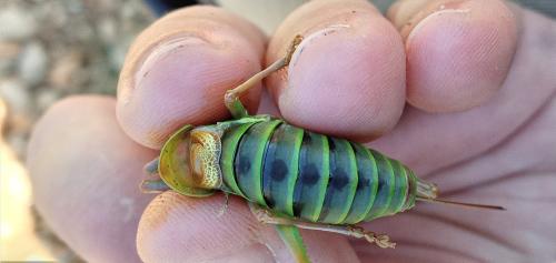 Ephippiger diurnus