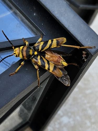 Réf. 345 865 : Xylotrechus chinensis