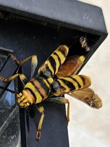 Réf. 345 863 : Xylotrechus chinensis