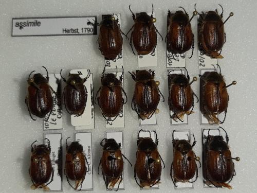 Réf. 345 995 : Amphimallon ruficorne