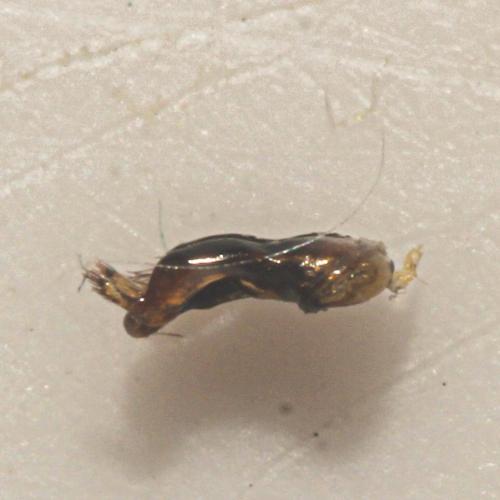 Megachile opacifrons