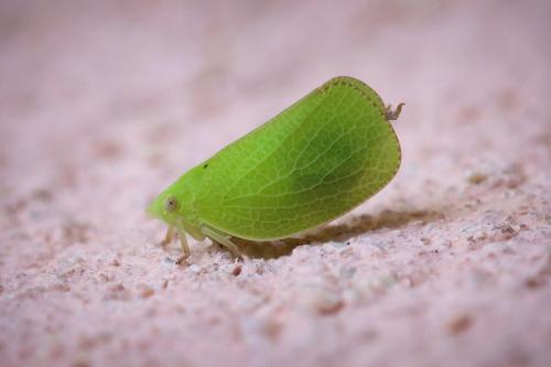 Acanalonia conica