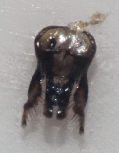 Megachile opacifrons