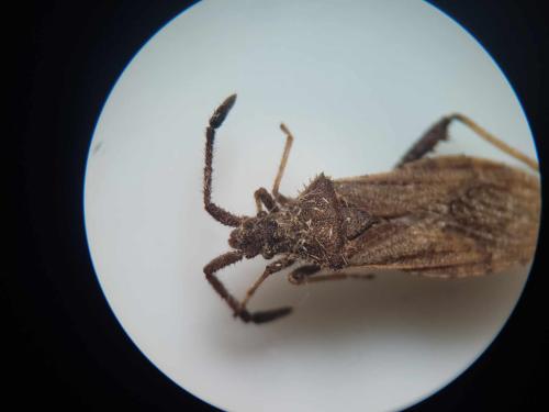 Coriomeris denticulatus