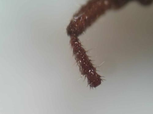 Coriomeris sp.
