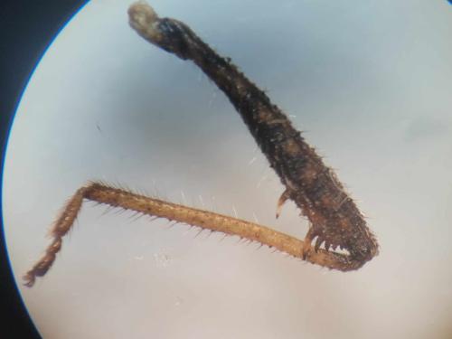 Coriomeris sp.