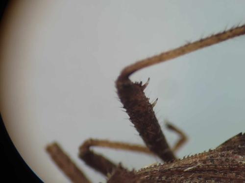 Coriomeris denticulatus