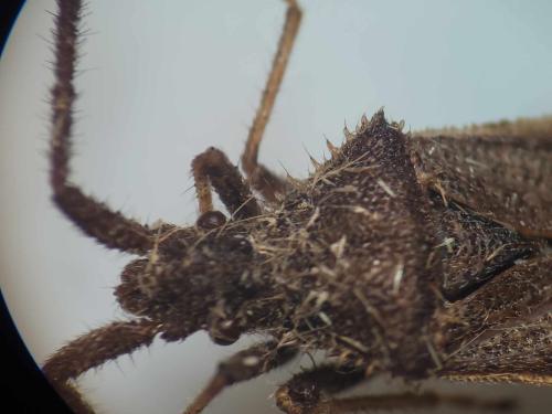 Coriomeris denticulatus