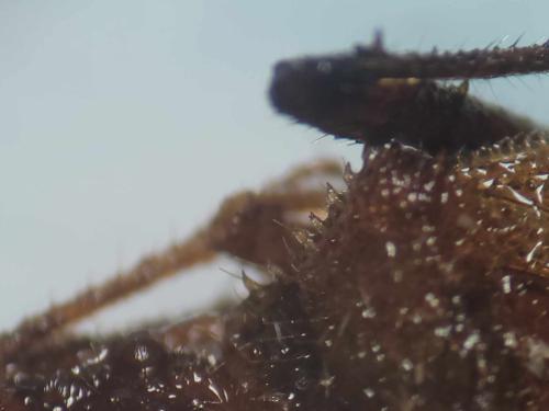 Coriomeris sp.