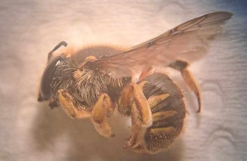 Anthidium manicatum