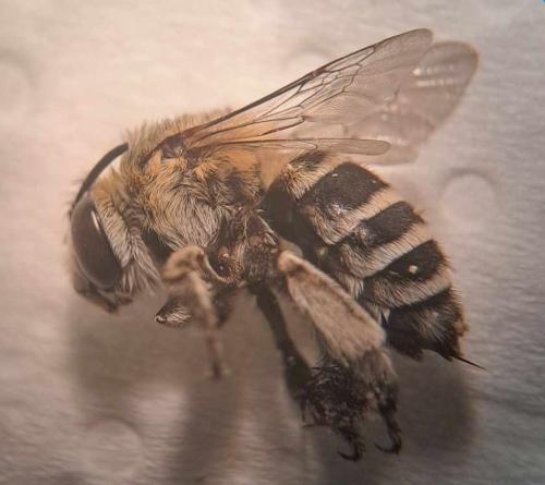 Amegilla albigena