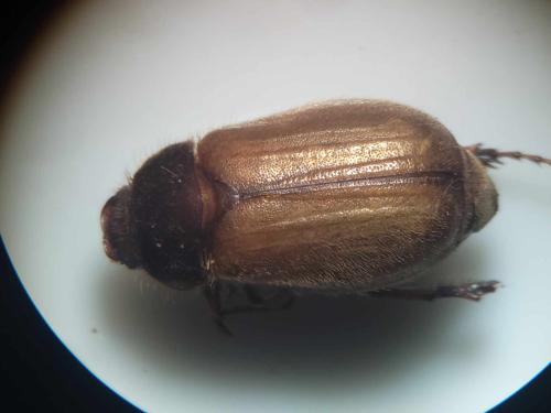 Amphimallon sp.