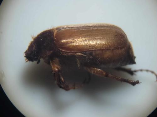 Amphimallon sp.