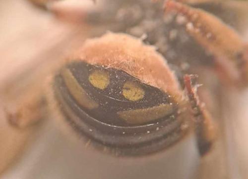 Anthidium manicatum