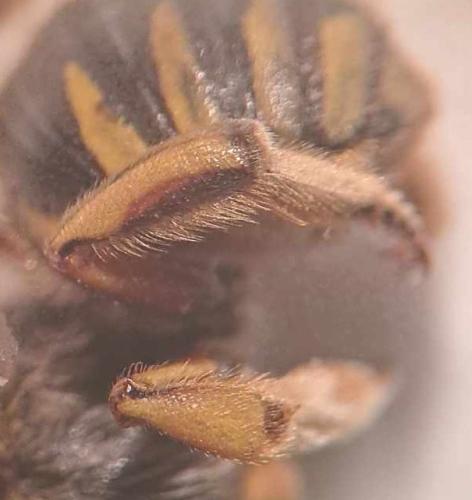 Anthidium manicatum