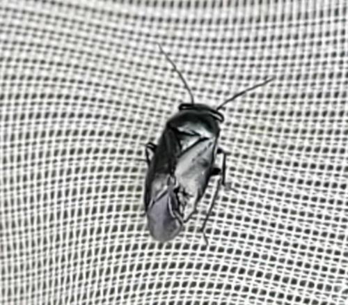 Réf. 345 619 : Strongylocoris niger