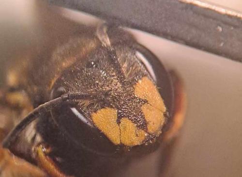 Anthidium manicatum