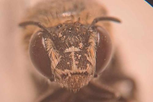 Amegilla albigena