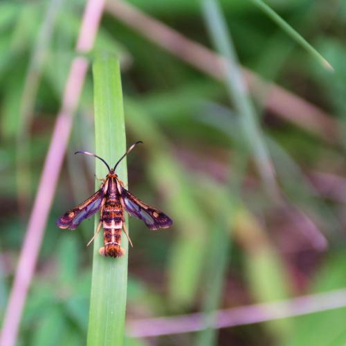 Chamaesphecia sp.