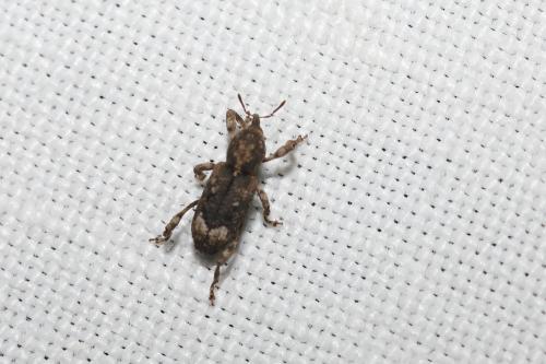 Réf. 345 580 : Camptorhinus simplex