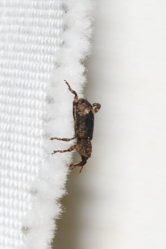 Réf. 345 579 : Camptorhinus simplex