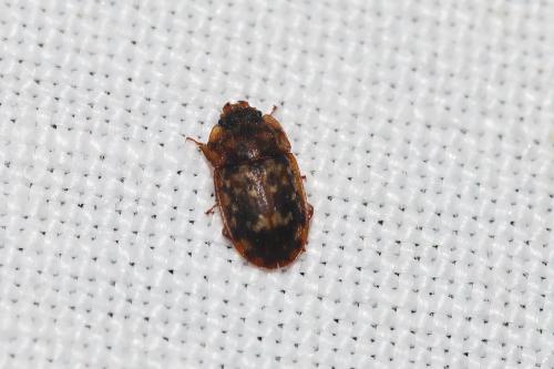 Réf. 345 576 : Soronia sp.
