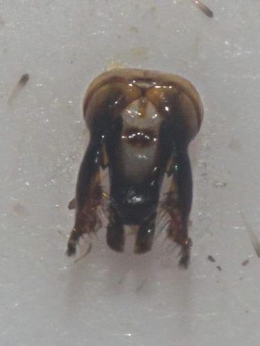 Megachile opacifrons