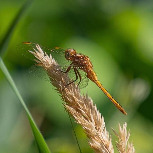 Réf. 345 674 : Orthetrum coerulescens