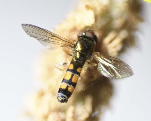 Melanostoma mellinum