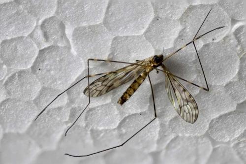 Réf. 345 776 : Limonia nubeculosa