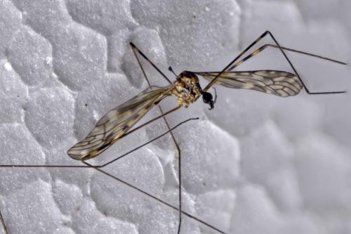 Réf. 345 777 : Limonia nubeculosa