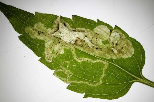 Réf. 345 938 : Amauromyza morionella