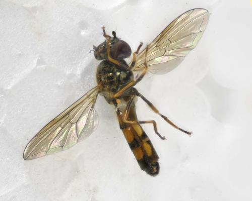 Melanostoma mellinum