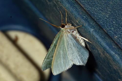 Réf. 345 322 : Hemithea aestivaria